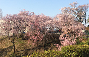 大学セミナーハウスの桜