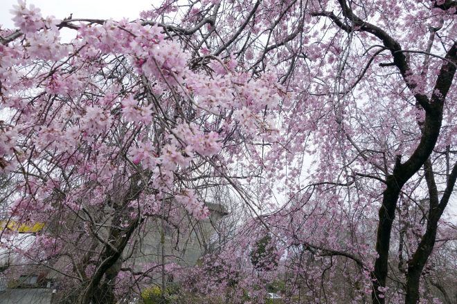 大学セミナーハウスのさくら館脇のしだれ桜